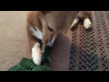 Is Maverick eating or playing with his toy?