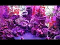 Cindys Indoor Garden