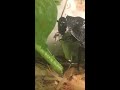Madagascar Hissing Cockroach eating