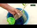 How to propagate Hibiscus Plant from cutting / hibiscus cutting propagat @TerracegardeningatHome