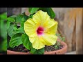 Growing Gorgeous Hibiscus (5 MUST DO TIPS)