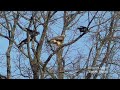 Мохноногий канюк против ворон. Rough-legged buzzard versus crows.