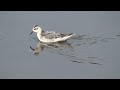 Grey Phalarope at Dartmouth Park