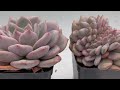 How to Propagate Echeveria succulents from Leaves -  Incl. Rare Crested form of Ling Snow (Ariel) 凌雪