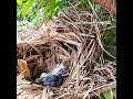 Greater coucal mother birds bring grasshoppers to feed[baby nest review]