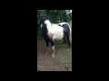 Really cool horse footage.