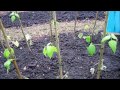 Doug's Allotment - May 27th -  Allotment/seedling update - Radishes, Potatoes and Slug damage