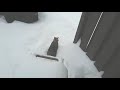 Fluffy playing outside during winter compilation