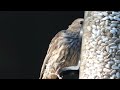 Ferris and Fuhleeshuh (our resident pair of House finches) take their turn on the tube feeder