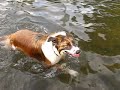 Lola's first time swimming