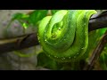 ANIMALS ON EARTH 4K HDR 60FPS | Wildlife Sounds with Catchy Cinematic Music (color dynamic)