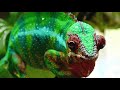 Chameleon 4K