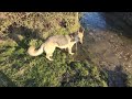 German Shepherd Vs ice