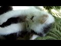 Mommy Cat with the Crowd of Kittens: Cute Relax