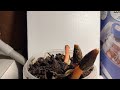 Phallus rubicundus emerging timelapse