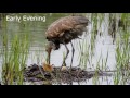 Sandhill Crane Nest - One Day After First Colt Hatches