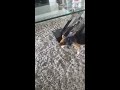 Dog tries to bury bone in the rug