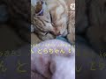 デブ猫とらちゃん#猫動画実況#ねこの日常