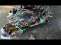 Amazing Catching Crab Near Mangrove forest After Water Low Tide  | BONG VATH |