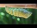 Eastern Black Swallowtail becoming a chrysalis in real time.