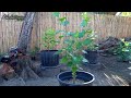 How to Apply Eggshell Fertilizer on Mulberry