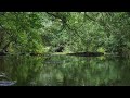 Deep Forest Green Stream, Birds Chirping, Nature Sounds, ASMR