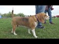 Beaglewelpe und tolles Wetter sorgen für Sommerlaune!