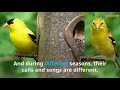 Top 10 Small and Cute Birds In The World