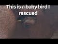 Rescued Baby bird might make it to another day