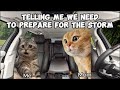 CAT MEMES: A BIRTHDAY ROADTRIP