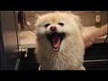 Pomeranian home bath tips you have to know [Sprint]