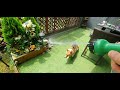 Yoshi the welsh corgi having fun with water spray