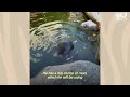 Rescued Baby Beaver Loves To Kayak With His Family | The Dodo Wild Hearts