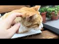 look at this red street cat, resting on a bench