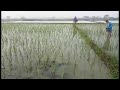 Rice Farming: 7 Days After Transplanting | 1st Application of Fertilizer
