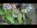 Sachem Skipper female on Blue Mistflower in Alexandria, Va on September 28, 2019