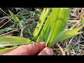 tilik kebun jagung usian 14 hari berkebun asyik