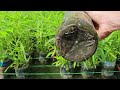 Using 1500 Plastic Bottles for Backyard Aquaponics Farming Fresh Fish and Growing Water Convolvulus