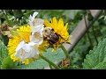 tired bee rescued from our garage