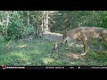 Algonquin Park Trail Cam Footage 2019