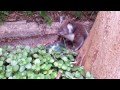 Koala arrives for his morning drink.