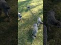 Blue Heeler pup's learning about Cattle ( Bovine )