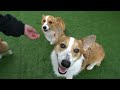 可愛いコーギー！仲良くオヤツを食べるコーギー達　Corgis getting along well with each other and eating snacks.