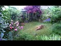 Fox cubs and vixen playing together