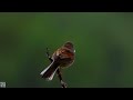 Common whitethroat song Tornsanger Серая славка песня Fauvette grisette chant Dorngrasmücke Grasmus