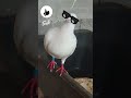 Pigeon vs Hawk - air battle