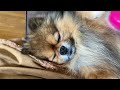 Funny🤣Hendo Pomeranian reacts to the brush #hendopomeranianpuppy #groomingdog #asmr