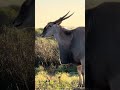 Meet the  Eland | The  Gigantic African Antelope