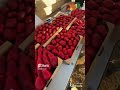Beautiful harvest strawberries 🍓