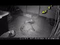 Cat Buffet turns into Coon and Possum Buffet. Campark Trail Camera Night footage